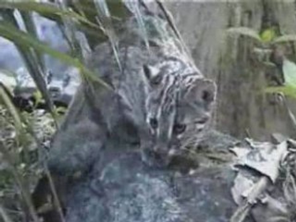Big Cat Brother