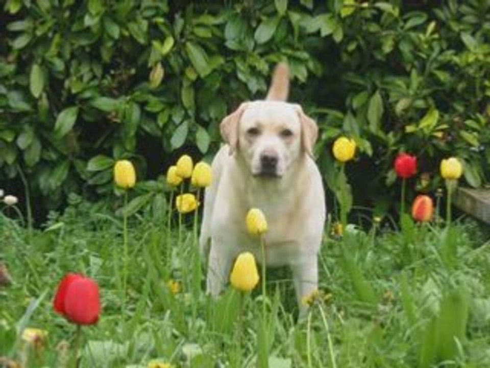 Forum_labrador