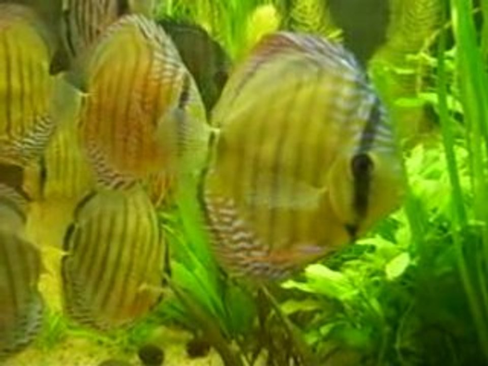 Discus sauvages (brun, bleu et téfé)