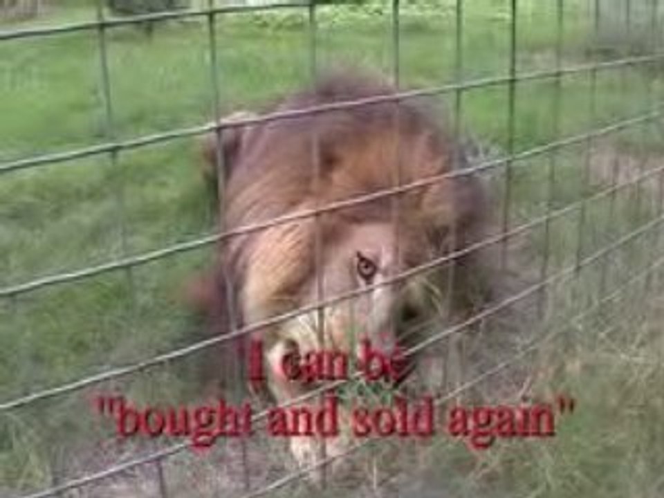 Big Cats Make Bad Pets video Dailymotion