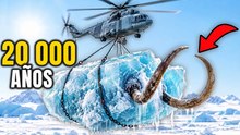 Científicos descubren un mamut en el hielo y lo que pasa después lo cambia todo