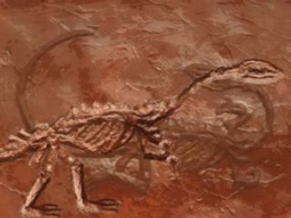 Fossalive