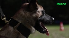À l’armée belge, les chiens sont bien plus que des compagnons de travail