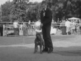 Pitbull terrier,amstaff,pit dog(1)
