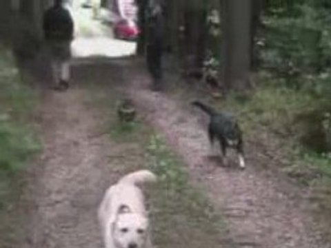 Don Diego de la Vega & Tipsy