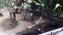 Kiichi the Tsushima Leopard Cat Goes to Drink the Water