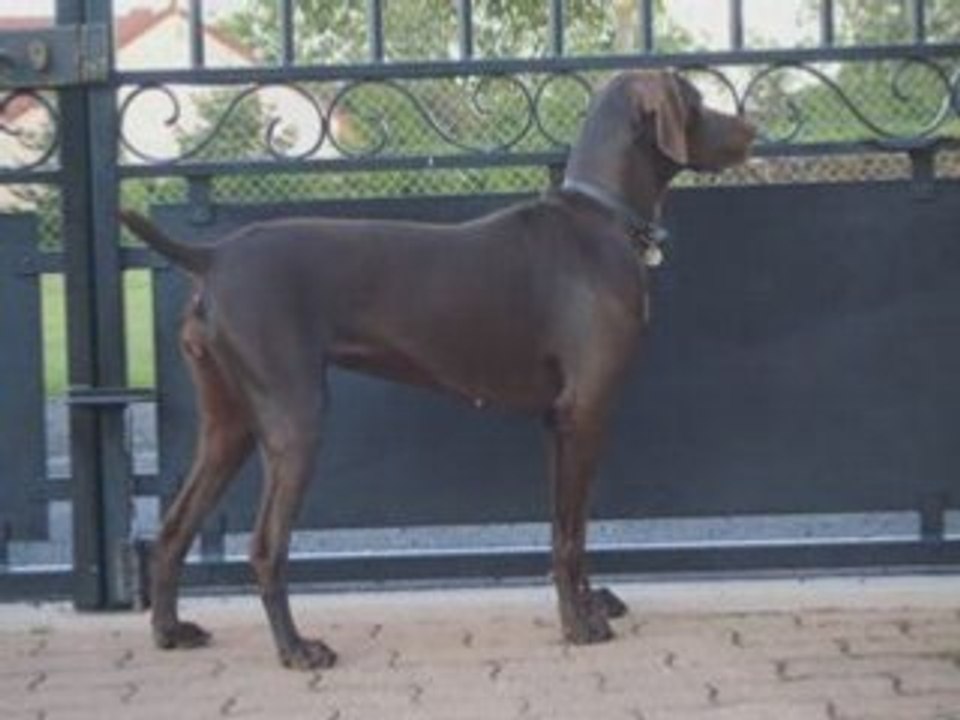 Roxy n°1