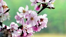 Un Souffle de Pétales _ Musique Zen pour Se Détendre 🌼