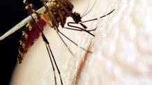 do uk mosquitoes carry malaria ?