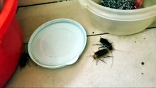 How long does it take for a cockroach killer to work ?