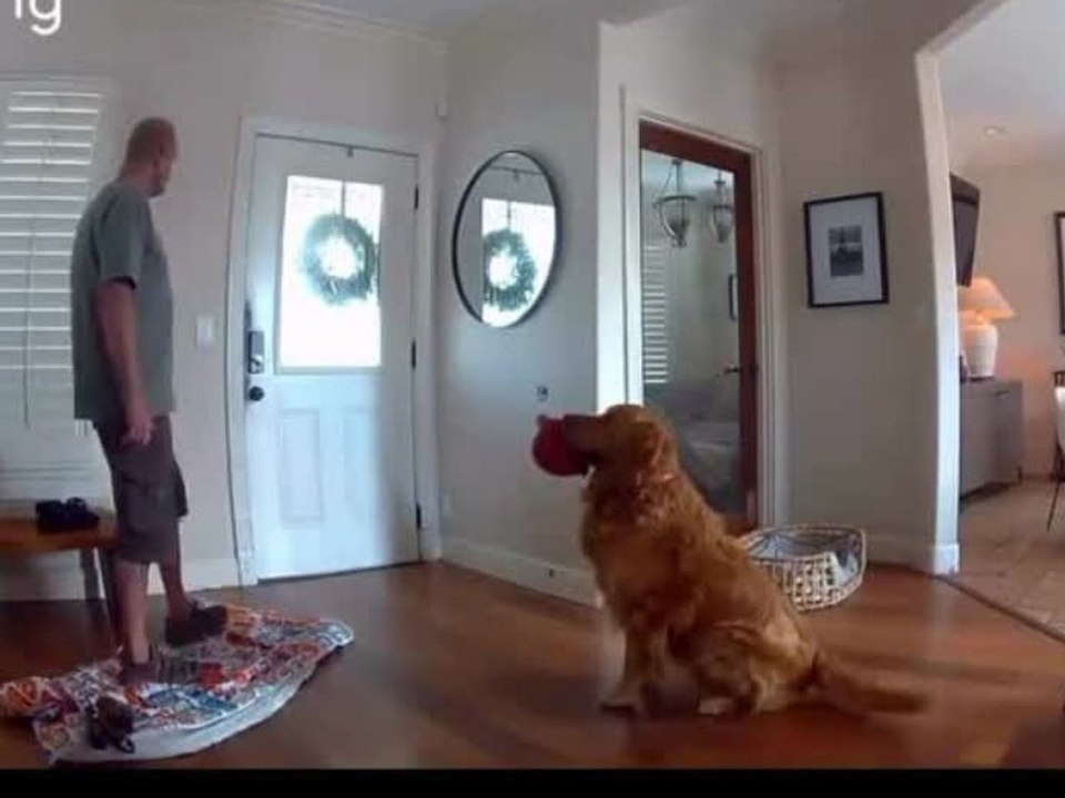Schlechtester wachhund: golden retriever will mit einbrecher spielen