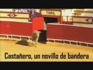 Castañero, un novillo bandera de Prieto de la Cal