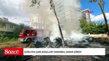 Çorlu’da çam ağaçları yangında zarar gördü