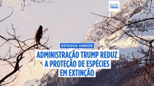 Administração Trump avança para reduzir proteção das espécies ameaçadas