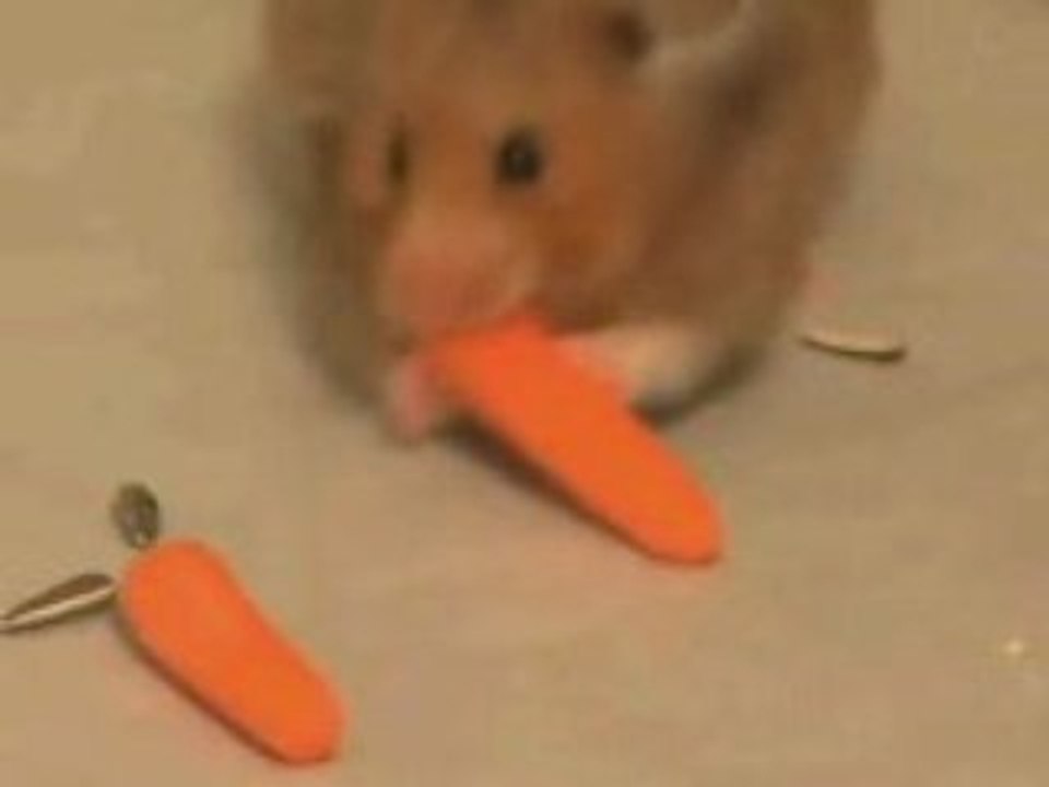 Hamster-bajoues