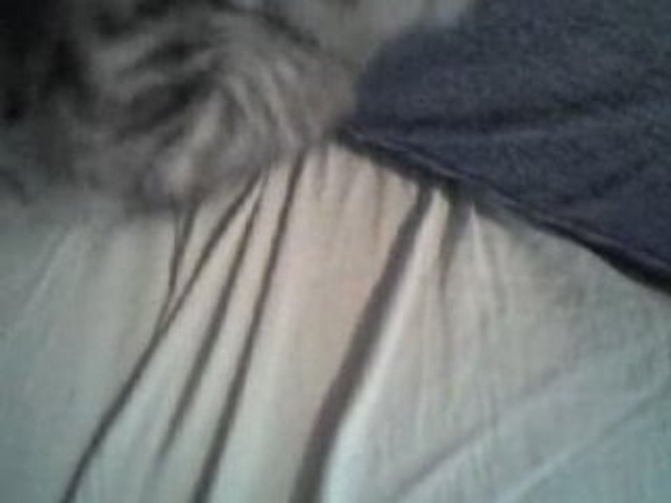 Tiger playing with me