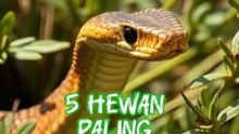 5 Hewan Paling Mematikan di Dunia #top5 #binatang #hewan #fauna