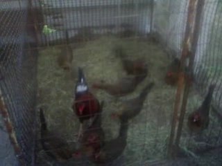 Crianza de Gallos