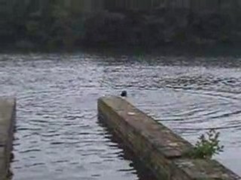 Mygale et son plongeon
