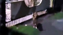 Ce chien de garde était en pause