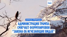Администрация Трампа намерена ослабить защиту исчезающих видов