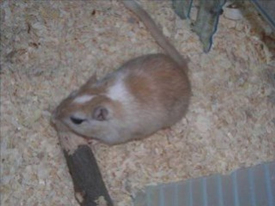 Mes gerbilles préférées