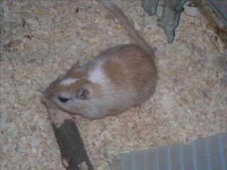 Mes gerbilles préférées