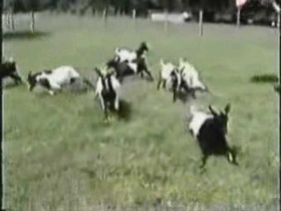 Capre fuori di testa