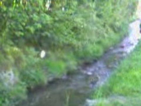 Truite fario ruisseau