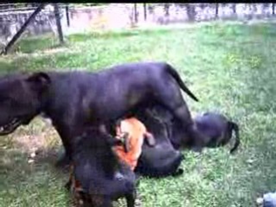 Diesel et sa famille