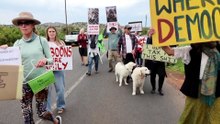 Cape Town's baboon battle sparks fierce backlash