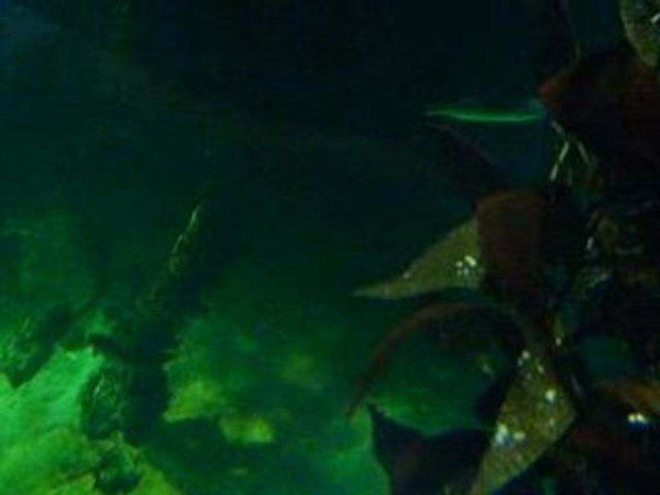 naussica 2