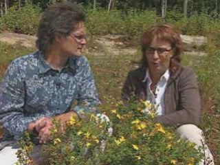 Plantes médicinales à cultiver par PasseportSanté.net