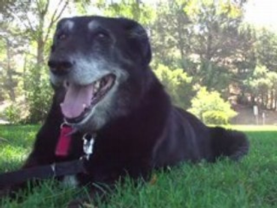 Dempsey Dog 1996-2006, PetsOnBoard.com, PawShow Founder