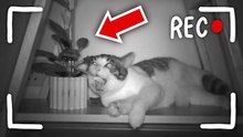 Ce que font mes CHATS la nuit...