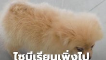 โรงพักพัทยาเนื้อหอม! พลเมืองดีพา "น้องปอม" ฝากเลี้ยง-ตามหาเจ้าของ | PPTV Online
