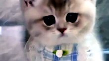 Little Kitten Adorable Walking toward the camera