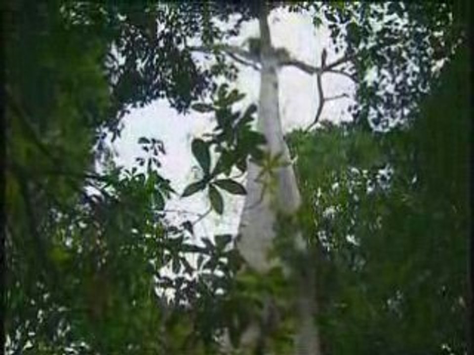 documentaire - bresil 6/6