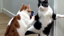 KEDİCİKLER