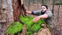 I Built a Bushcraft Shelter Inside a Hollow Tree 🌲🔥 #bushcraft #survival #forest #shelter #cam