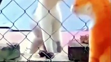 Funny Animal Videos - Angry cats videos - Funny Animals [576p]