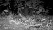 Hidden Trail Camera Captures a Beech Marten Family in the Forest