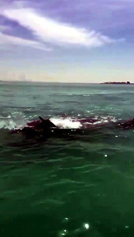 Dolphins spotted in Abu Dhabi