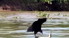 Un vautour court sur un « tapis roulant » flottant au cœur du Pantanal