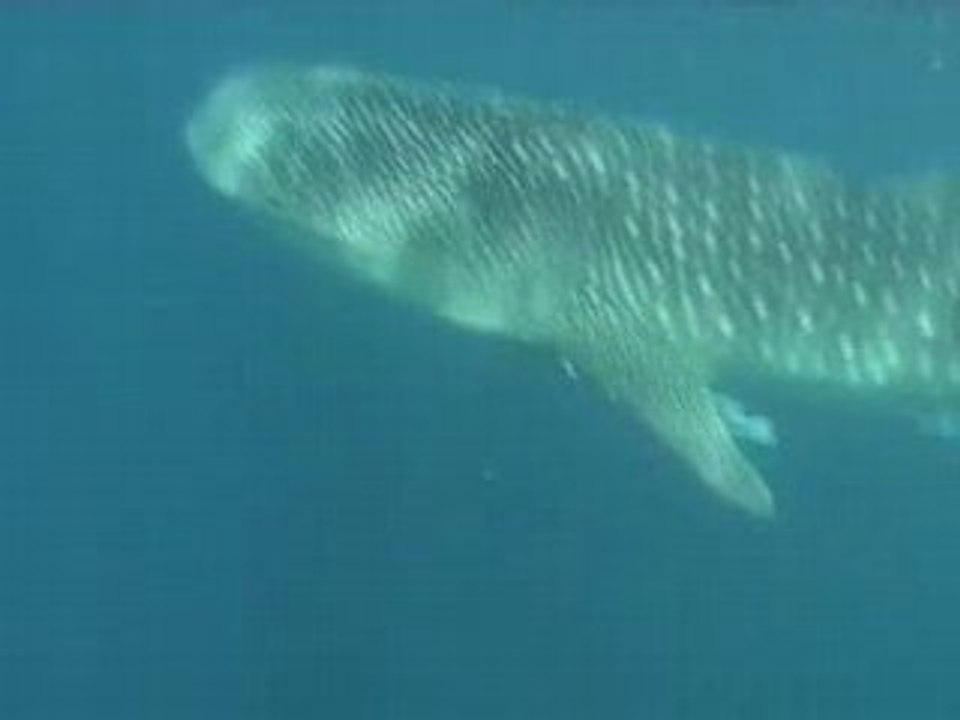 whaleshark