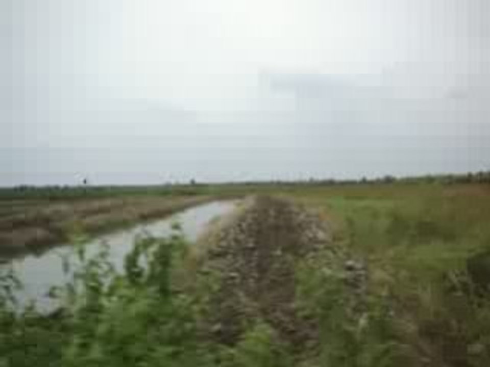 Rice fields - NAKKHON SI TAMARRAT - 2006