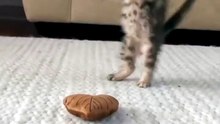 Little Kitten play with adorable toy at home.
