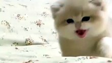 Sweet Kitten playful moments on resting bed