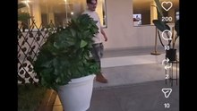 Gli scherzi della pianta finta