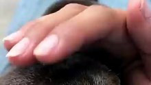 Funny Otter